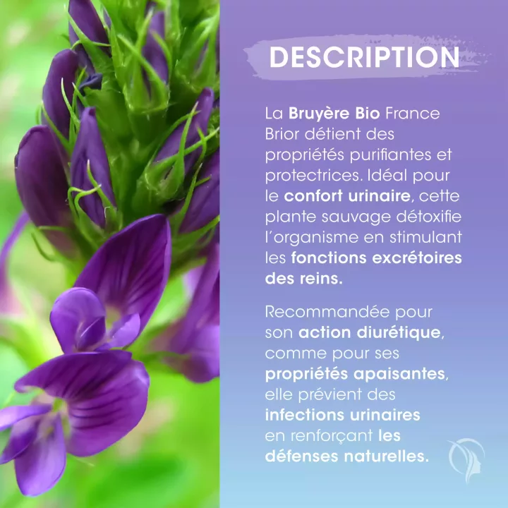 Description du complément alimentaire Bruyère Bio France Brior